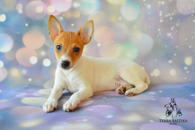 Той-фокстерьер, той-фокс, амертой, американский той-фокстерьер, Toy Fox Terrier