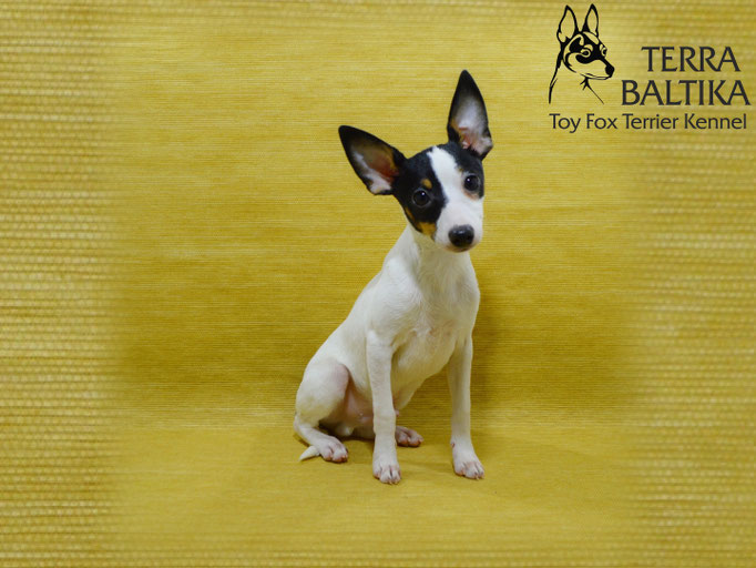 #тойфокстерьер #амертой #террабалтика #toyfoxterrier #terrabaltika #puppies #kennel