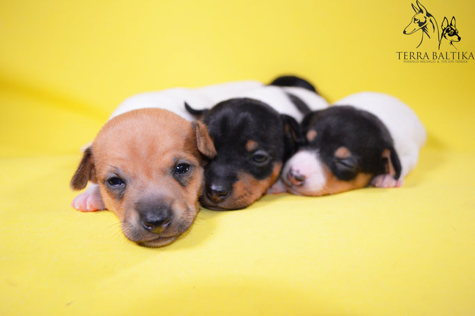 #тойфокстерьер #амертой #террабалтика #toyfoxterrier #terrabaltika #puppies #kennel
