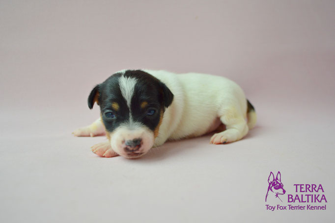 #тойфокстерьер #амертой #террабалтика #toyfoxterrier #terrabaltika #puppies #kennel #маленькаясобака #минипорода #маленькаяпородасобак #собачканамаленькихножках #американскийтойфокстерьер #тойфокс #americantoyfoxterrier