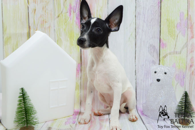 #тойфокстерьер #амертой #террабалтика #toyfoxterrier #terrabaltika #puppies #kennel