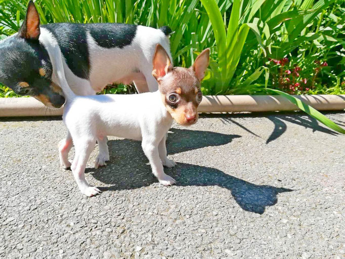 #тойфокстерьер #амертой #террабалтика #toyfoxterrier #terrabaltika #puppies #kennel