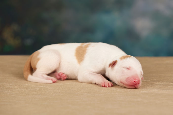Поденко ибиценко, ибицкая борзая, ивисская борзая, ибизан, Podenco Ibicenco, Ibizan Hound, Terra Baltika, Терра Балтика