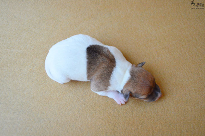 #тойфокстерьер #амертой #террабалтика #toyfoxterrier #terrabaltika #puppies #kennel #маленькаясобака #минипорода #маленькаяпородасобак #собачканамаленькихножках #американскийтойфокстерьер #тойфокс #americantoyfoxterrier