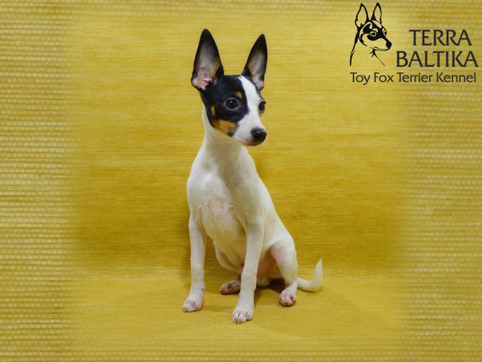 #тойфокстерьер #амертой #террабалтика #toyfoxterrier #terrabaltika #puppies #kennel