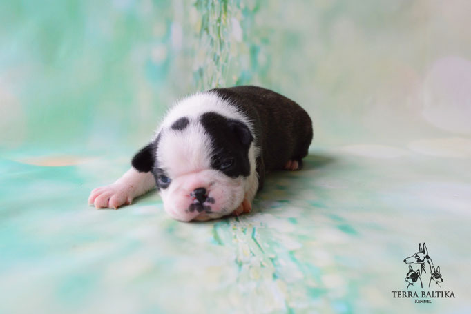 бостон терьер, бостонский терьер, boston terrier, бостон, щенки бостона, питомник бостонов