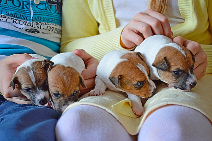 #тойфокстерьер #амертой #террабалтика #toyfoxterrier #terrabaltika #puppies #kennel