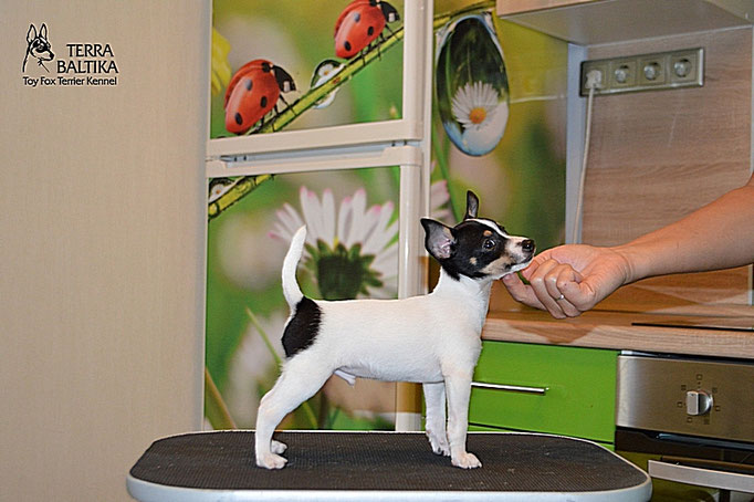#тойфокстерьер #амертой #террабалтика #toyfoxterrier #terrabaltika #puppies #kennel