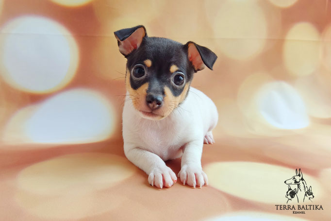 Той-фокстерьер, той-фокс, амертой, тфт, американский той-фокстерьер, Toy fox Terrier