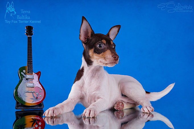 #тойфокстерьер #амертой #террабалтика #toyfoxterrier #terrabaltika #puppies #kennel