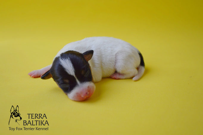 #тойфокстерьер #амертой #террабалтика #toyfoxterrier #terrabaltika #puppies #kennel #маленькаясобака #минипорода #маленькаяпородасобак #собачканамаленькихножках #американскийтойфокстерьер #тойфокс #americantoyfoxterrier