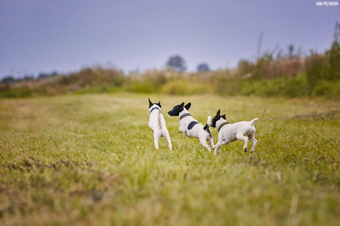 #тойфокстерьер #амертой #террабалтика #toyfoxterrier #terrabaltika #puppies #kennel