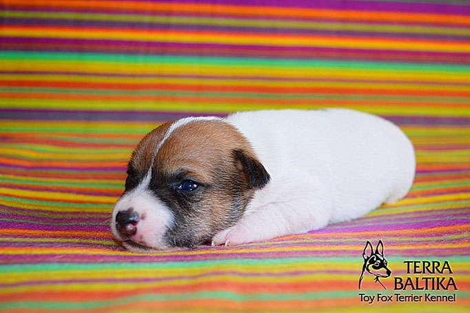 #тойфокстерьер #амертой #террабалтика #toyfoxterrier #terrabaltika #puppies #kennel