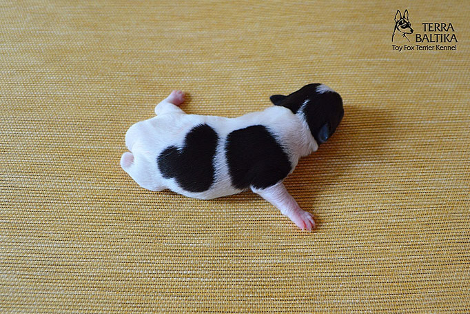 #тойфокстерьер #амертой #террабалтика #toyfoxterrier #terrabaltika #puppies #kennel