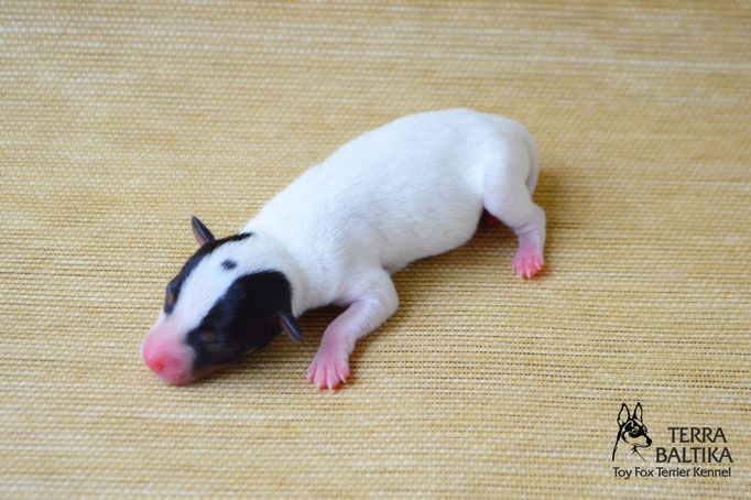 #тойфокстерьер #амертой #террабалтика #toyfoxterrier #terrabaltika #puppies #kennel