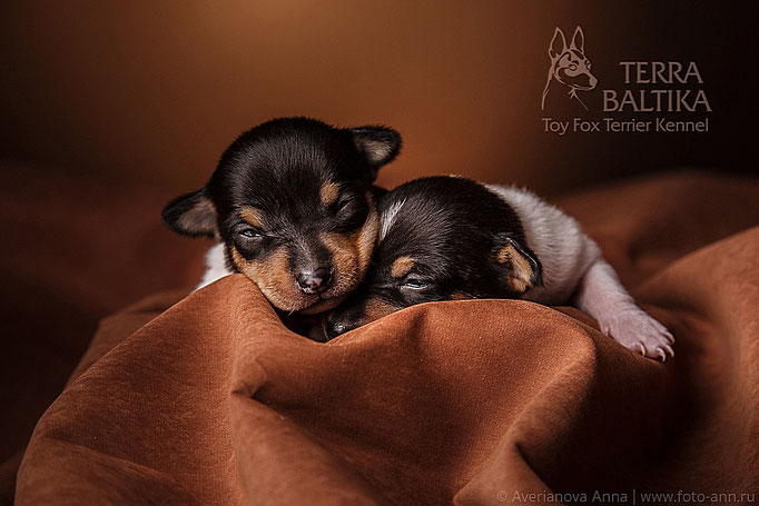 #тойфокстерьер #амертой #террабалтика #toyfoxterrier #terrabaltika #puppies #kennel