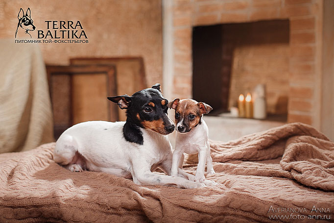 #тойфокстерьер #амертой #террабалтика #toyfoxterrier #terrabaltika #puppies #kennel