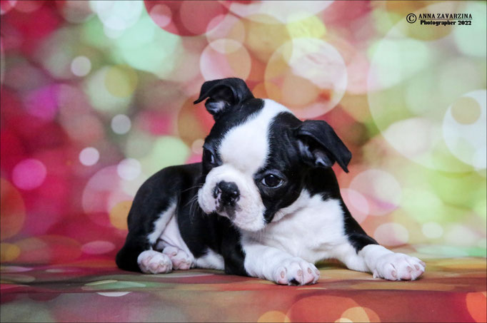 Бостон терьер, бостонский терьер, Boston terrier, щенки бостона, питомник бостон терьеров, Terra Baltika, Терра Балтика
