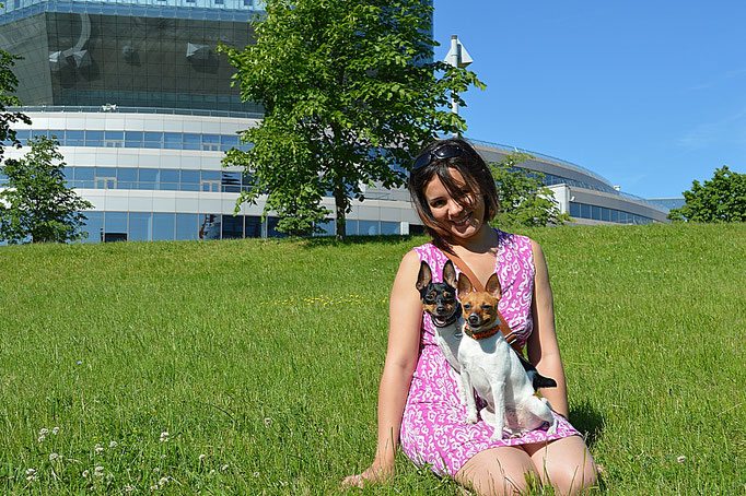 #тойфокстерьер #амертой #террабалтика #toyfoxterrier #terrabaltika #puppies #kennel
