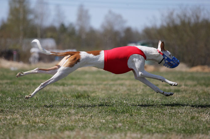 Поденко ибиценко, ибицкая борзая, ивисская борзая, ибизан, Podenco Ibicenco, Ibizan Hound, Terra Baltika, Терра Балтика