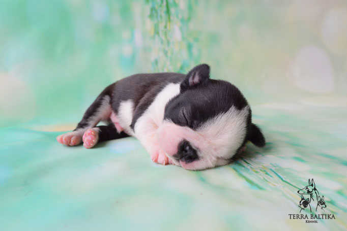 бостон терьер, бостонский терьер, boston terrier, бостон, щенки бостона, питомник бостонов