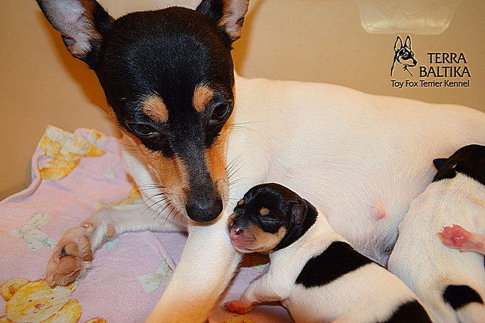 #тойфокстерьер #амертой #террабалтика #toyfoxterrier #terrabaltika #puppies #kennel