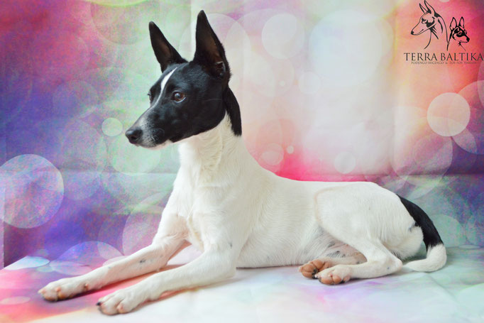 #тойфокстерьер #амертой #террабалтика #toyfoxterrier #terrabaltika #puppies #kennel
