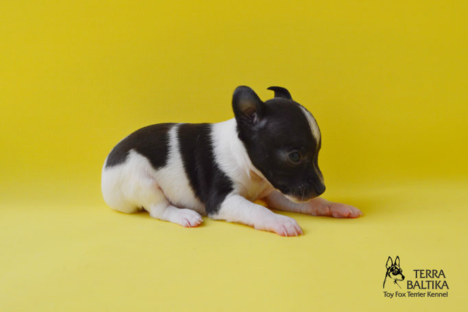 #тойфокстерьер #амертой #террабалтика #toyfoxterrier #terrabaltika #puppies #kennel