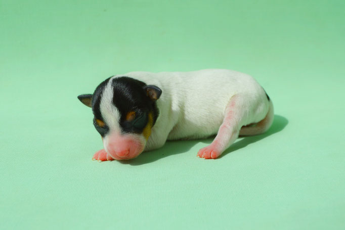 #тойфокстерьер #амертой #террабалтика #toyfoxterrier #terrabaltika #puppies #kennel