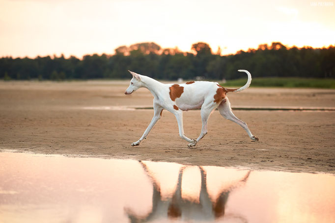 поденко ибиценко, ибицкая борзая, ивисская борзая, ибизан, ibizan hound, поденко, щенки поденко, купить щенка поденко ибиценко, питомник поденко ибиценко, щенки ибицкой борзой, ibizan hound puppies