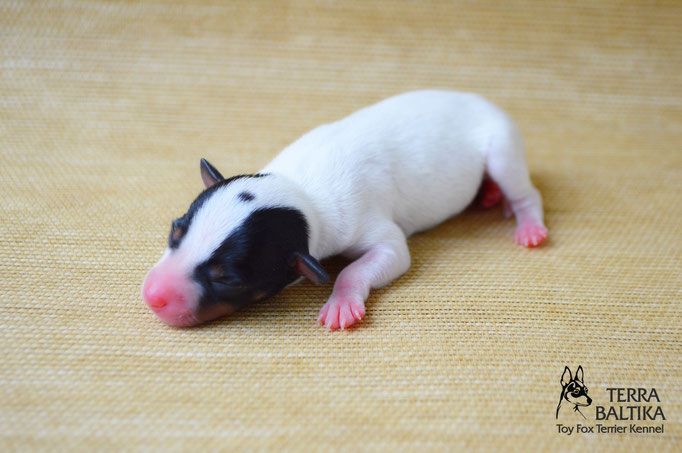 #тойфокстерьер #амертой #террабалтика #toyfoxterrier #terrabaltika #puppies #kennel