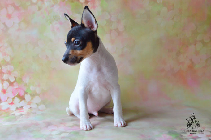 Той-фокстерьер, амертой, той-фокс, тфт, американский той-фокстерьер, Toy Fox Terrier, Terra Baltika, Терра Балтика, щенки той-фокстерьера, питомник той-фокстерьер