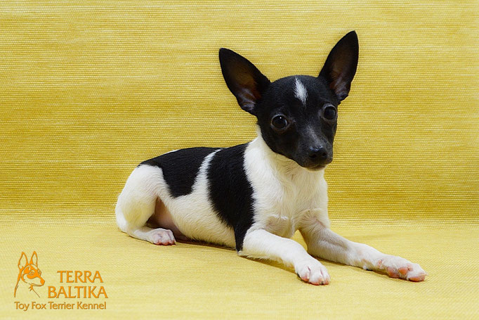 #тойфокстерьер #амертой #террабалтика #toyfoxterrier #terrabaltika #puppies #kennel