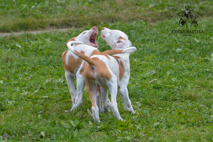 Поденко ибиценко, ибицкая борзая, ивисская борзая, ибизан, Podenco Ibicenco, Ibizan Hound, Terra Baltika, Терра Балтика