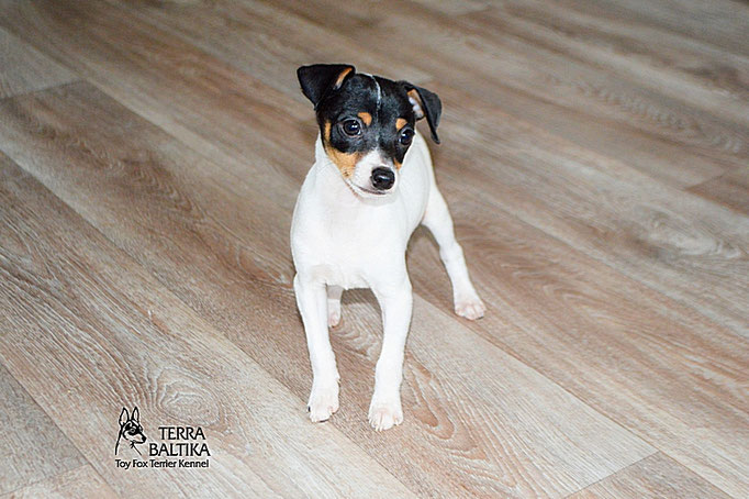 #тойфокстерьер #амертой #террабалтика #toyfoxterrier #terrabaltika #puppies #kennel
