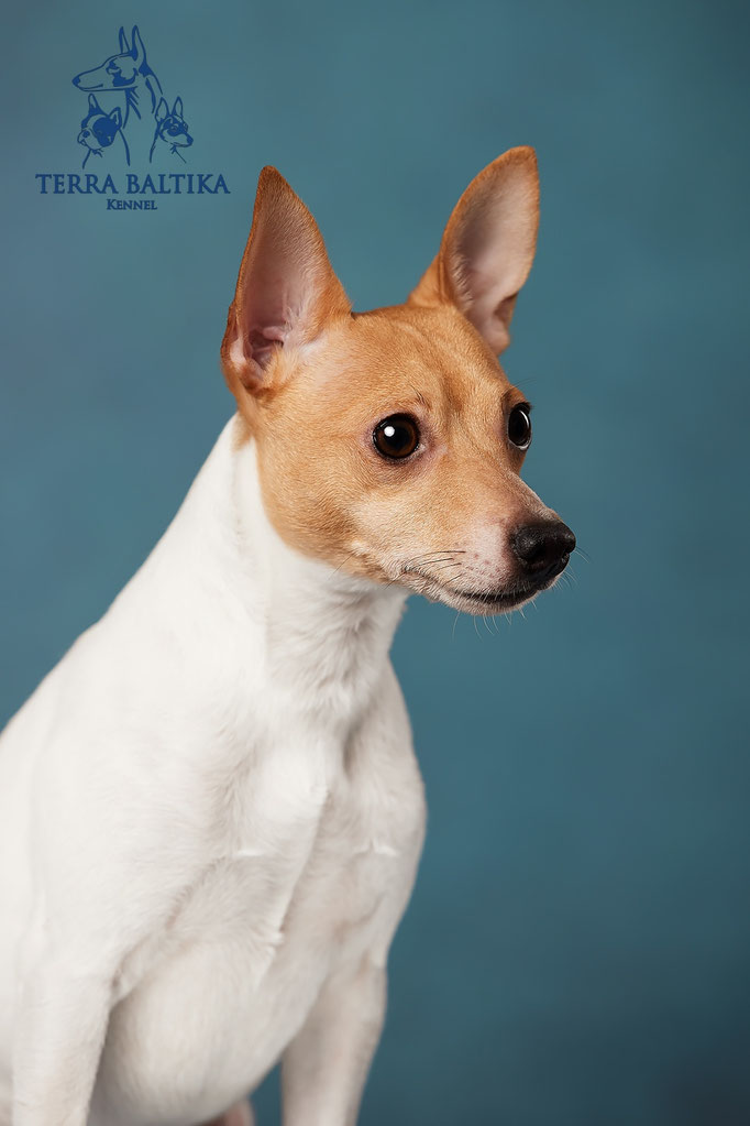 той-фокстерьер, той-фокс, амертой, американский той-фокстерьер, toy fox terrier, terra baltika, терра балтика