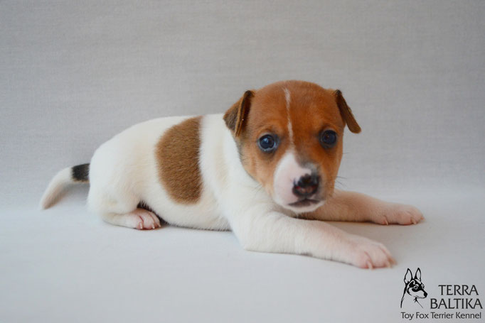 #тойфокстерьер #амертой #террабалтика #toyfoxterrier #terrabaltika #puppies #kennel #маленькаясобака #минипорода #маленькаяпородасобак #собачканамаленькихножках #американскийтойфокстерьер #тойфокс #americantoyfoxterrier