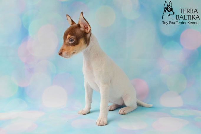 #тойфокстерьер #амертой #террабалтика #toyfoxterrier #terrabaltika #puppies #kennel