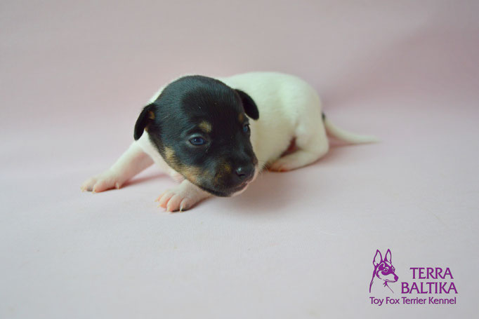 #тойфокстерьер #амертой #террабалтика #toyfoxterrier #terrabaltika #puppies #kennel #маленькаясобака #минипорода #маленькаяпородасобак #собачканамаленькихножках #американскийтойфокстерьер #тойфокс #americantoyfoxterrier