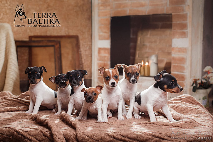 #тойфокстерьер #амертой #террабалтика #toyfoxterrier #terrabaltika #puppies #kennel