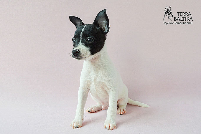 #тойфокстерьер #амертой #террабалтика #toyfoxterrier #terrabaltika #puppies #kennel