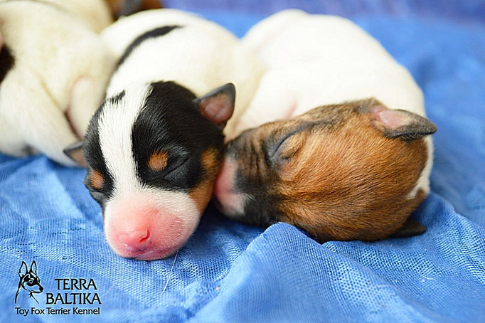 #тойфокстерьер #амертой #террабалтика #toyfoxterrier #terrabaltika #puppies #kennel