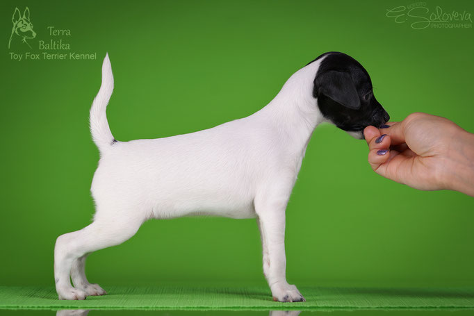 #тойфокстерьер #амертой #террабалтика #toyfoxterrier #terrabaltika #puppies #kennel