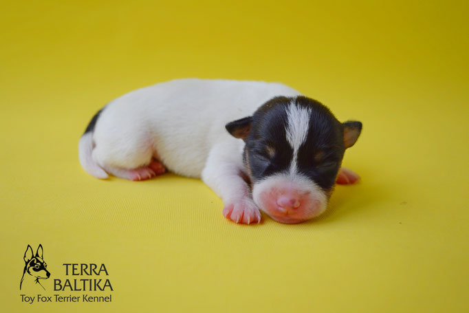 #тойфокстерьер #амертой #террабалтика #toyfoxterrier #terrabaltika #puppies #kennel #маленькаясобака #минипорода #маленькаяпородасобак #собачканамаленькихножках #американскийтойфокстерьер #тойфокс #americantoyfoxterrier