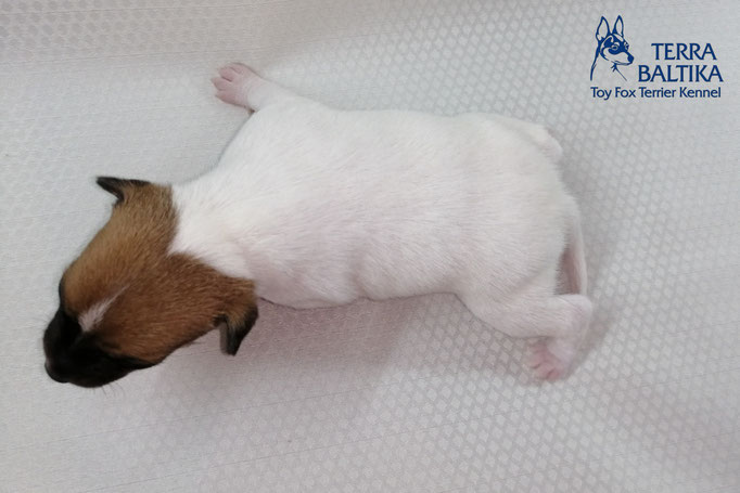#тойфокстерьер #амертой #террабалтика #toyfoxterrier #terrabaltika #puppies #kennel #маленькаясобака #минипорода #маленькаяпородасобак #собачканамаленькихножках #американскийтойфокстерьер #тойфокс #americantoyfoxterrier