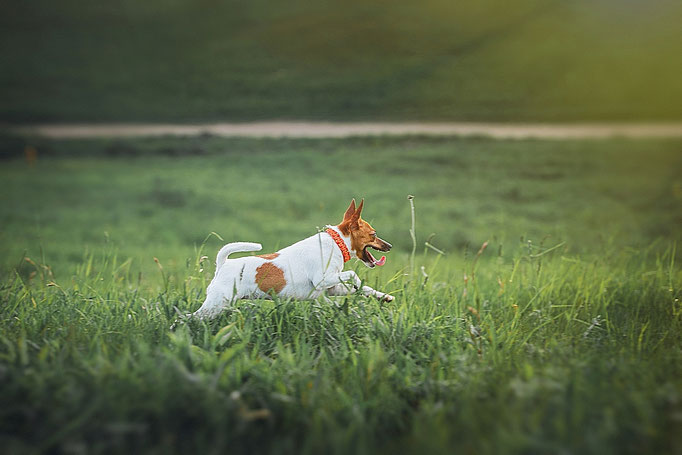 #тойфокстерьер #амертой #террабалтика #toyfoxterrier #terrabaltika #puppies #kennel