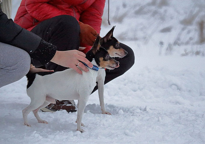 #тойфокстерьер #амертой #террабалтика #toyfoxterrier #terrabaltika #puppies #kennel