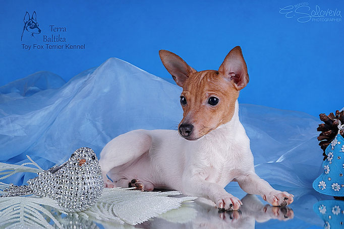 #тойфокстерьер #амертой #террабалтика #toyfoxterrier #terrabaltika #puppies #kennel