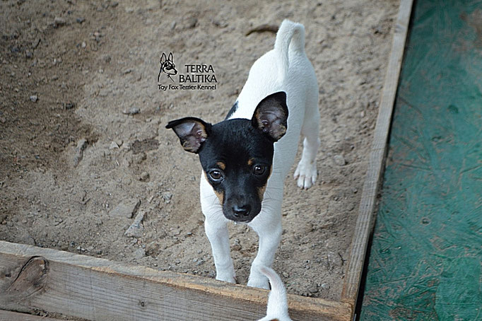 #тойфокстерьер #амертой #террабалтика #toyfoxterrier #terrabaltika #puppies #kennel