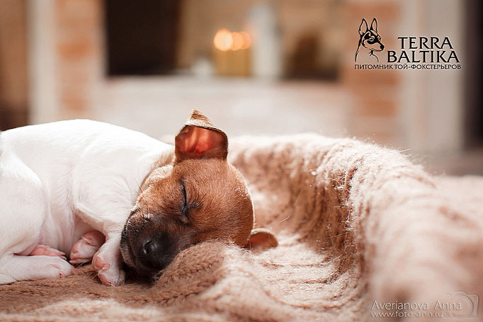 #тойфокстерьер #амертой #террабалтика #toyfoxterrier #terrabaltika #puppies #kennel
